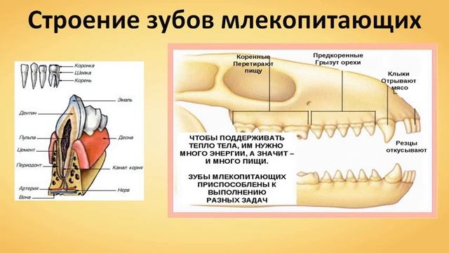 млекопитающие 7 кл