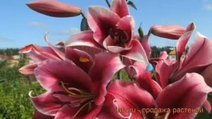 Лилия от-гибрид Далиан (lilium ot-hybrid dalian) ? Далиан обзор: как сажать, луковицы лилии Далиан