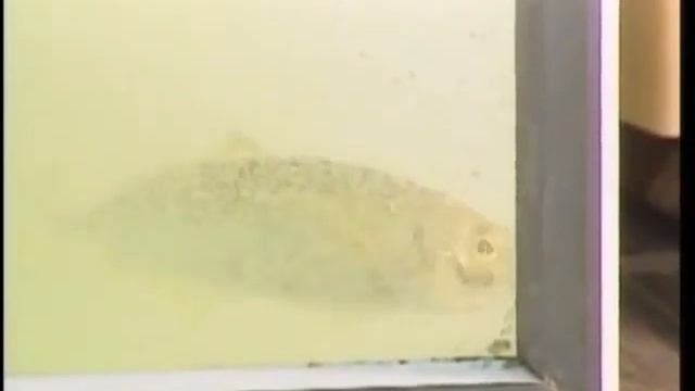 SHABONDAMA  эксперимент