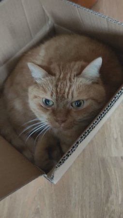 Кот Филя облюбовал коробку