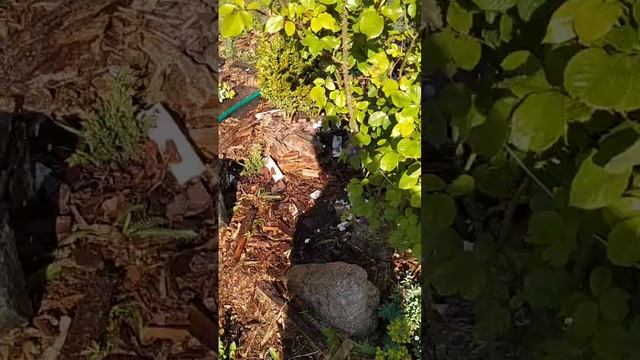 полив на круглую клумбу Rehau смотреть онлайн