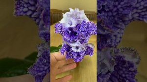 Streptocarpus