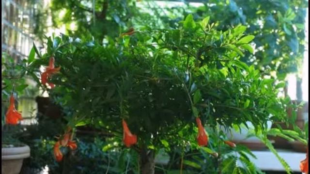 Зантоксилум бонсай смотреть онлайн