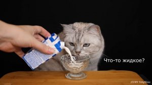 АСМР Котэ Дегустатор ??? ASMR Cat Reviewing Different Food ???
