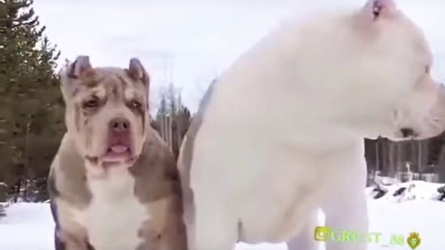 ВИДИТЕ САМЫЕ ХИТРЫЙ СОБАКИ В ГОРОДЕ ТАДЖИКИСТАН смотреть онлайн