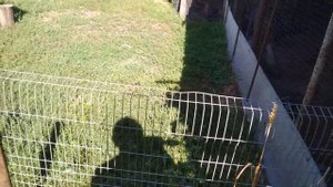 Куры сибрайт серебряный и золотой