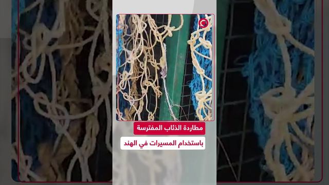 مطاردة الذئاب المفترسة باستخدام الطائرات المسيرة في الهند