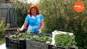 Земляника по системе фрига