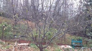 ОБРЕЗКА ПЛОДОВЫХ ДЕРЕВЬЕВ ДЛЯ НАЧИНАЮЩИХ