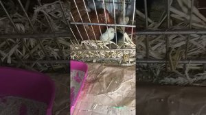 #сера #присыпка от #пероедов #блох и #вшей куринных