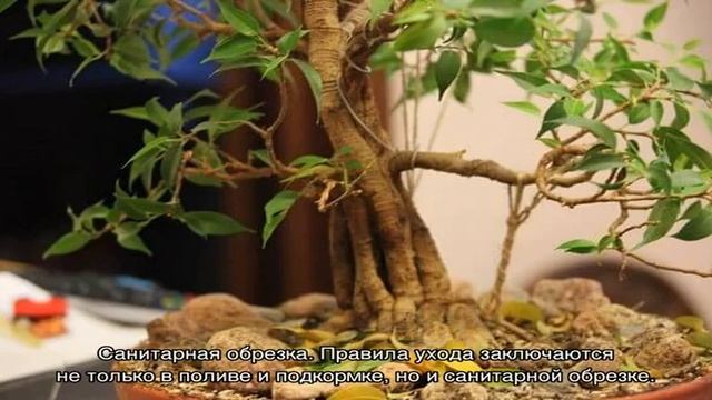 Обрезка фикуса Бенджамина в домашних условиях смотреть онлайн