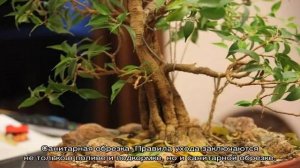 Обрезка фикуса Бенджамина в домашних условиях