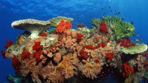 Большой Барьерный риф