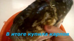 КАК ВКУСНО ПРИГОТОВИТЬ КАРПА С ОВОЩАМИ НА ЛУКОВОЙ ПОДУШКЕ СХОДИЛА НА РЫНОК ЗА РАКАМИ,А КУПИЛА КАРПО