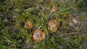 Грибы МАСЛЯТА, ПОДБЕРЁЗОВИКИ! Начало грибного СЕЗОНА!