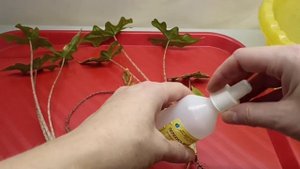 АЛОКАЗИЯ ЖАКЛИН. Купила голландское растение. Пересадка