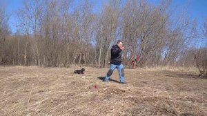 Питбультерьер защищает.