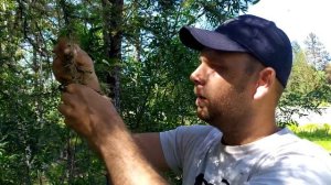 Лиственничная листовертка