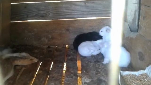 Родственная кровь крольчихи и крола. смотреть онлайн