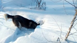 В СИБИРИ МОРОЗОВ НЕ БОЯТСЯ