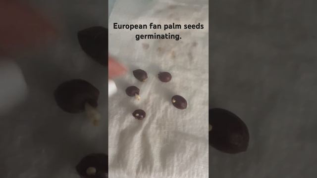 European fan palm seeds germinating