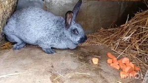 Кролик Серебристый. Полтавское серебро