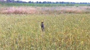 Поле жара Урожай Уипет.