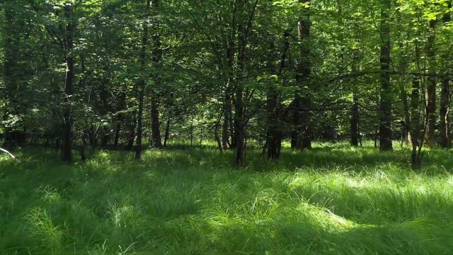 Тараканы смотреть онлайн