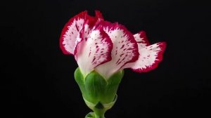 Отличная музыка, расслабляющая душа (танец цветов) !!! Сергей Грищук