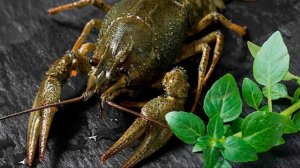 Речной рак - какие раки самые вкусные