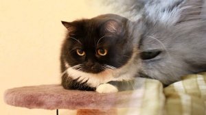 Как избежать проблем с почками у котов.