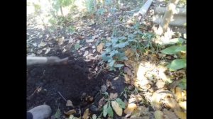 пересаживаю ежевику осенью Сравнение весенней и осенней посадки