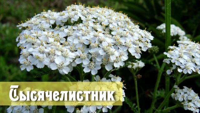 Июнь. Травы Ленинградской области.