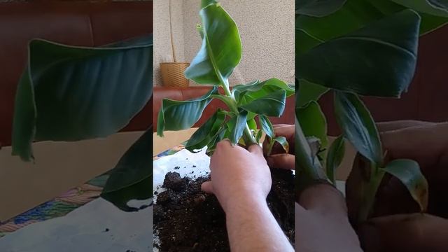 Рассаживаем банан, карликовый.