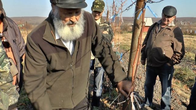 Осенняя обрезка винограда. Плодовый питомник ЛПХ Макаревич 21 октября 2018г.
