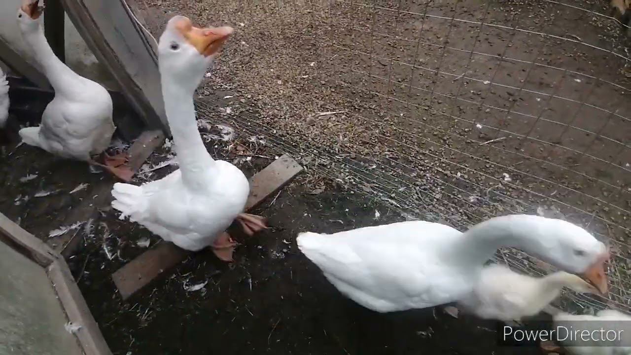 Утята уехали в Самару. Вылет Маранов. Гуси выходят строем))) смотреть онлайн