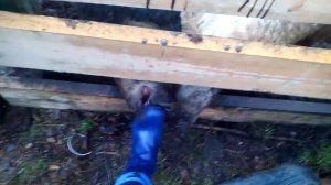 Содержание Мангалицы. Итоги годовалого разведения и размножения Мангалиц