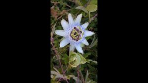 פסיפלורה כחולה passiflora caerulea