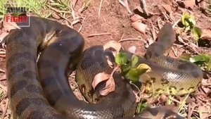 ANACONDA ATTACK AND SWALLOWS GIRL | BIGGEST PYTHON SNAKE ATTACK HUMAN | ANIMAL FIGHT