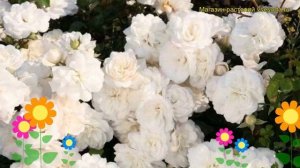 Роза миниатюрная Уайт. Краткий обзор, описание характеристик rosa miniature White