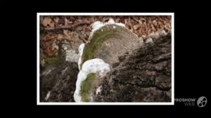 Trametes gibbosa - fungi kingdom