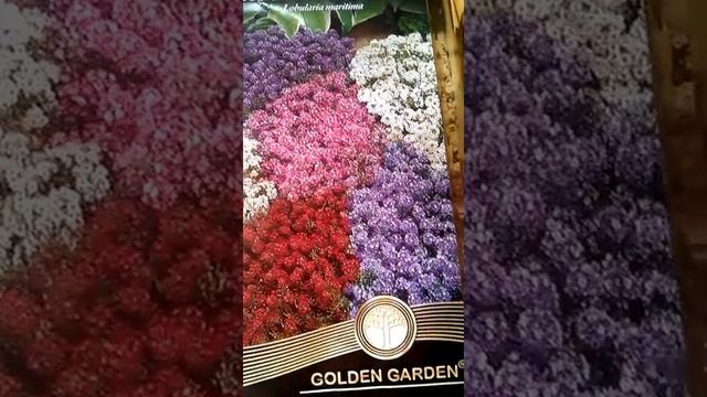 Всхожесть семян цветов Вассма и Golden Garden