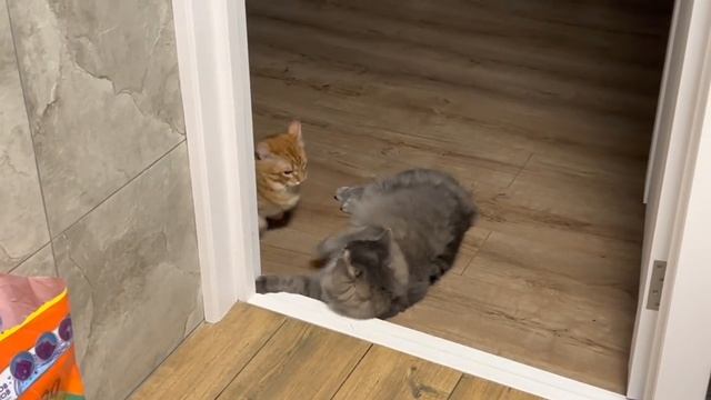 ВЛОГ ?Беларусь?У меня заберут водительские права?Евроопт, Вайлдберриз?️ В 5-ый раз УВЕЛИЧИЛА ? смотреть онлайн