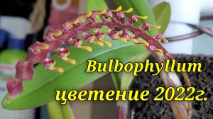 Bulbophyllum цветение 2022г.