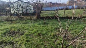 Обрезка хурмы Зенджи мару. Часть 1 хурма до обрезки.