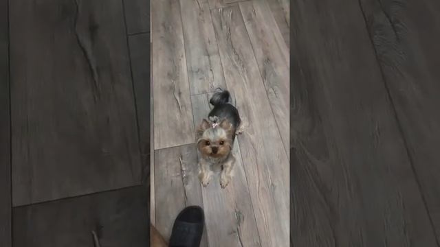 йоркширский терьер часть 4 смотреть онлайн