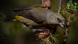 Голоса птиц Как поёт Клёст (Loxia curvirostra).mp4