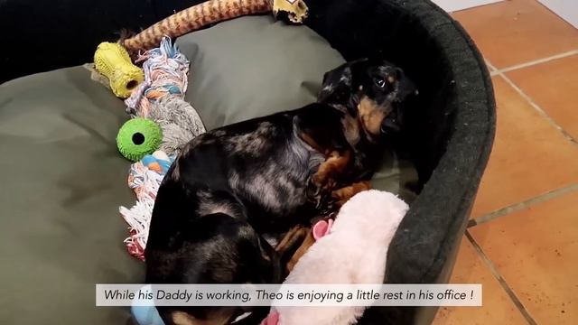 30 Moments When An Injured Leopard Tries To Escape From A Herd Of Wildebeest | Animal Fight смотреть онлайн