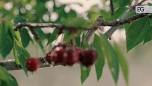 Телескопический погрузчик JHC T3507