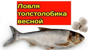 ЛОВЛЯ ТОЛСТОЛОБОВ на ПОПЛАВОК Как ловить толстолобика?